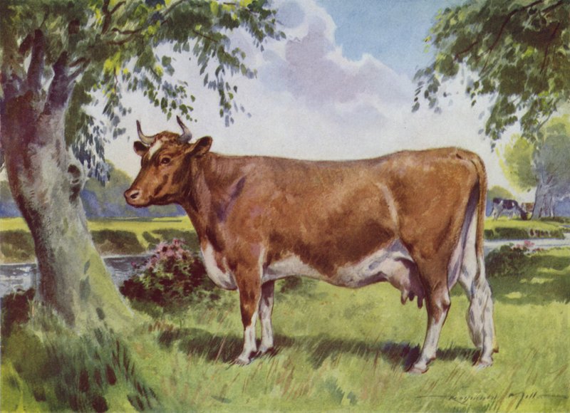 Illusztráció a My Farmhoz (színes litó) alkotó: Reginald Mills