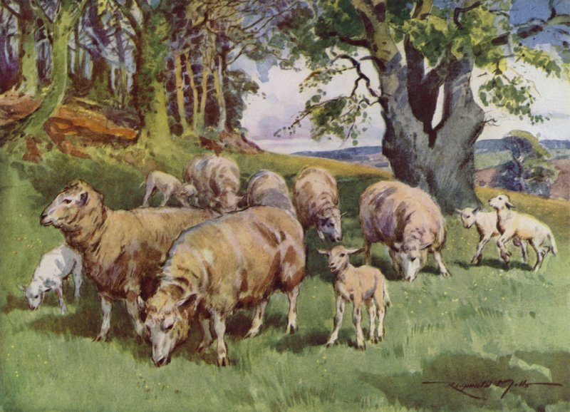 Illusztráció a My Farmhoz (színes litó) alkotó: Reginald Mills