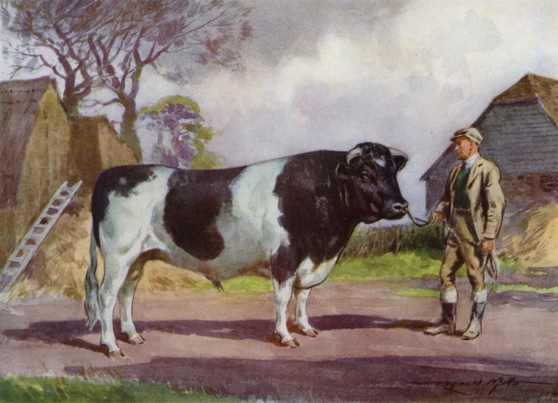 Illusztráció a My Farmhoz (színes litó) alkotó: Reginald Mills