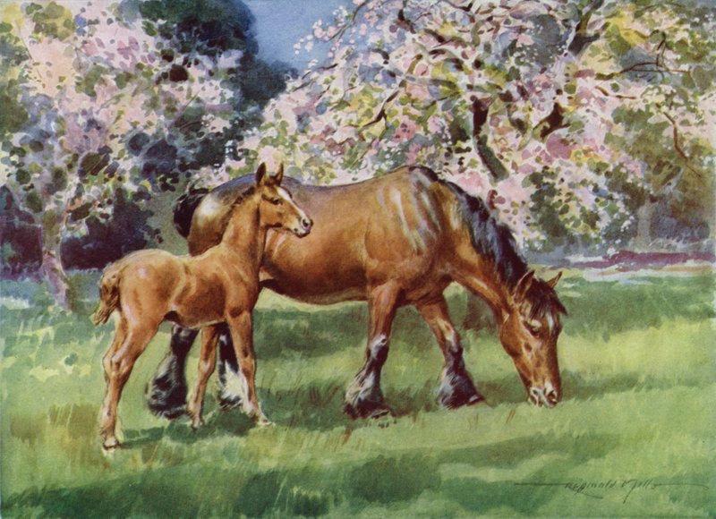 Illusztráció a My Farmhoz (színes litó) alkotó: Reginald Mills