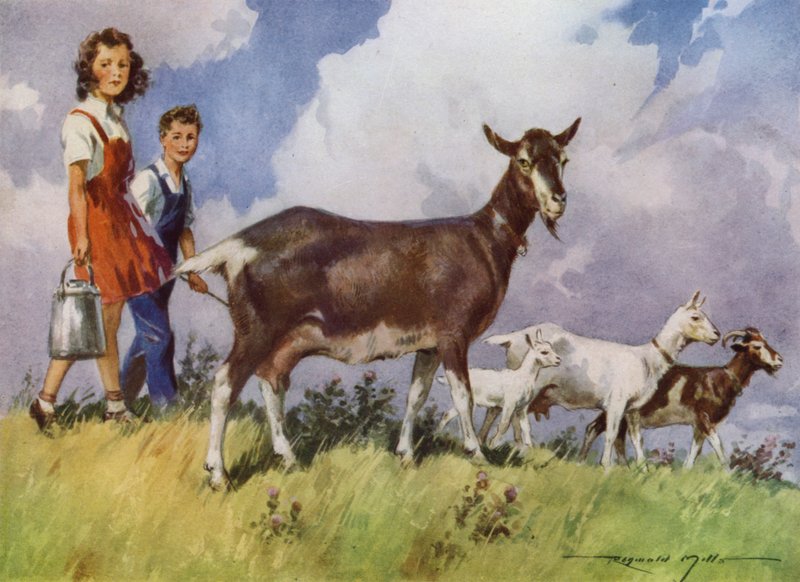 Illusztráció a My Farmhoz (színes litó) alkotó: Reginald Mills