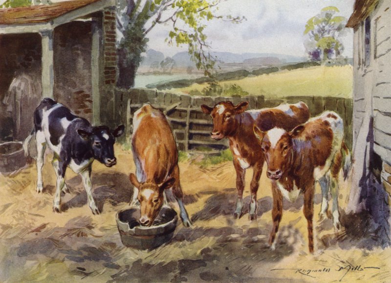 Illusztráció a My Farmhoz (színes litó) alkotó: Reginald Mills