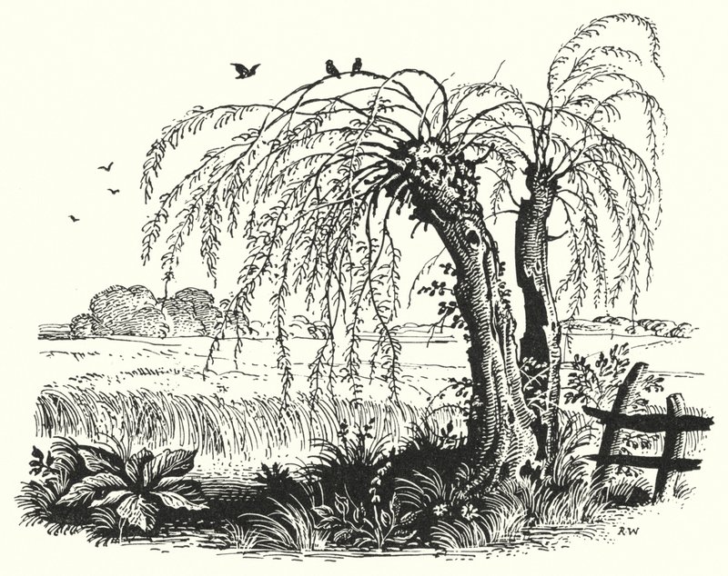 Hans Christian Andersen: A hajdina (litho) alkotó: Rex (after) Whistler