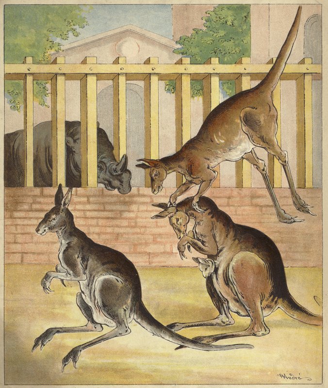 Kenguruk játszanak, orrszarvú megfigyeli (chromolitho) alkotó: Richard Andre