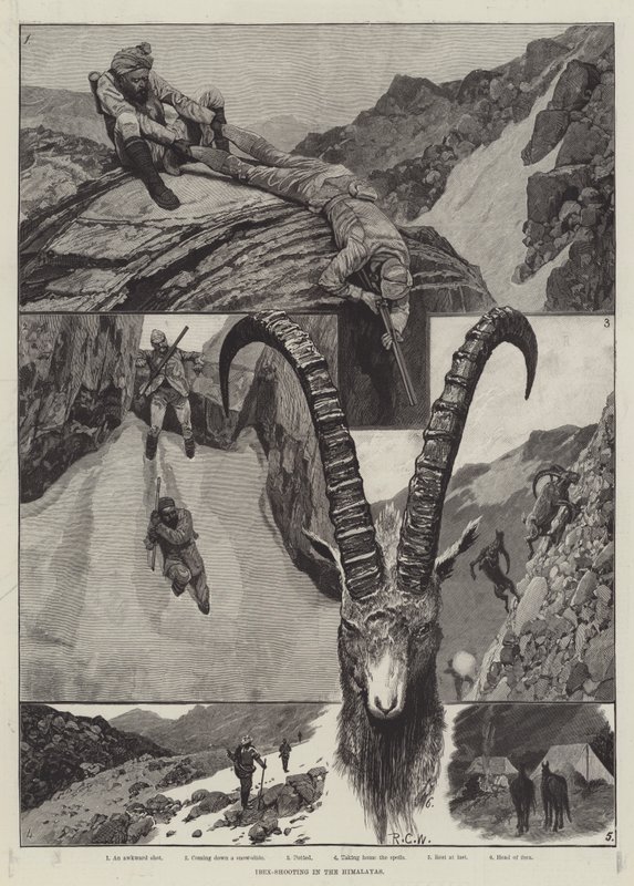 Ibex-lövészet a Himalájában metszet alkotó: Richard Caton Woodville junior