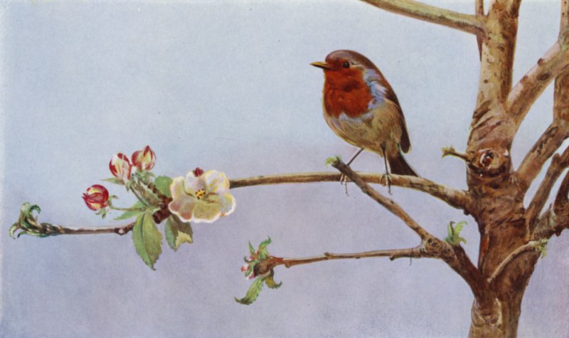 A vörösbegy (fotó) alkotó: Richard and Cherry Kearton