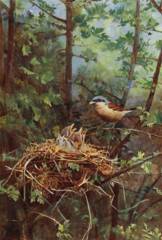 Hím vöröshátú cickány (fotó) alkotó: Richard and Cherry Kearton