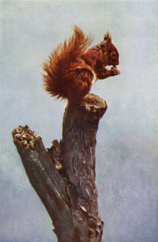 A mókus (fotó) alkotó: Richard and Cherry Kearton