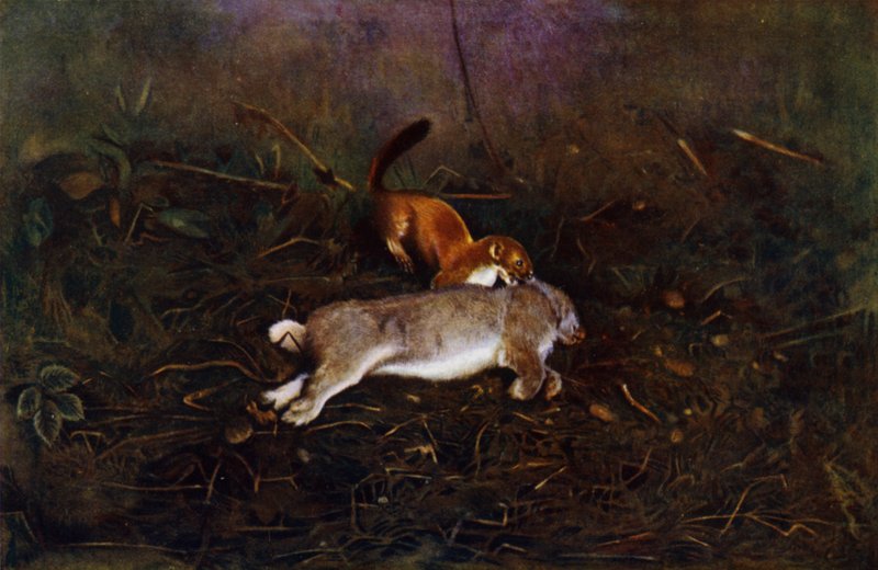 A bot (fotó) alkotó: Richard and Cherry Kearton
