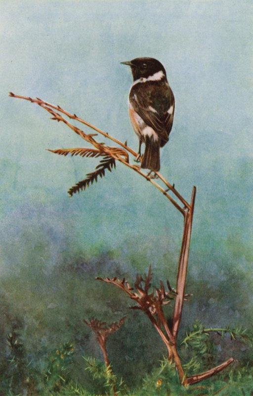 The stonechat (fotó) alkotó: Richard and Cherry Kearton
