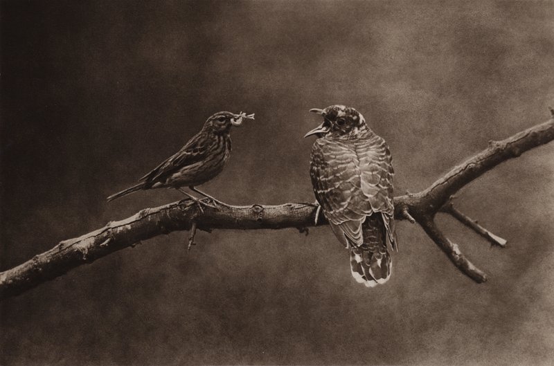 Fiatal kakukkot etető fapipa (f/w fotó) alkotó: Richard and Cherry Kearton