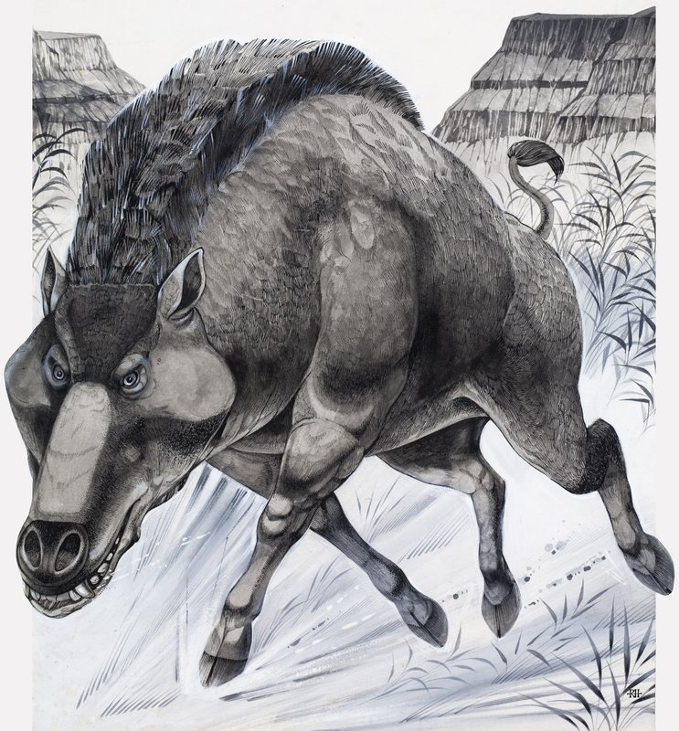 Daeodon (gouache, papír) alkotó: Richard Hook