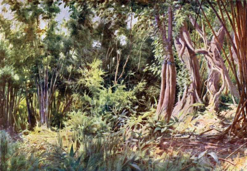 Dzsungel Delanchoonban alkotó: Robert George Talbot Kelly
