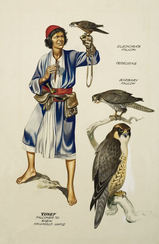 Yusef, Falconer Mahmoud Hafiz sejknek (gouache, papír) alkotó: Ron Embleton