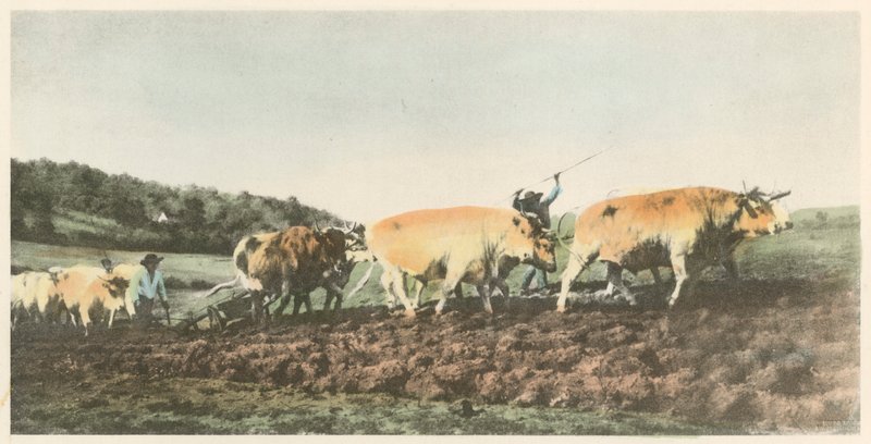 Szántás a Nivernaisban alkotó: Rosa Bonheur