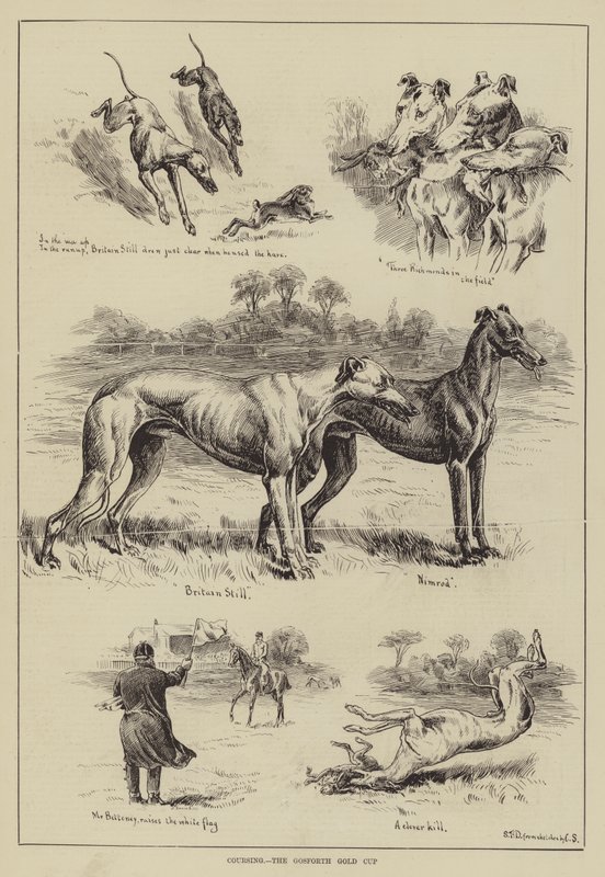 Coursing, a Gosforth Gold Cup alkotó: S.T. Dadd