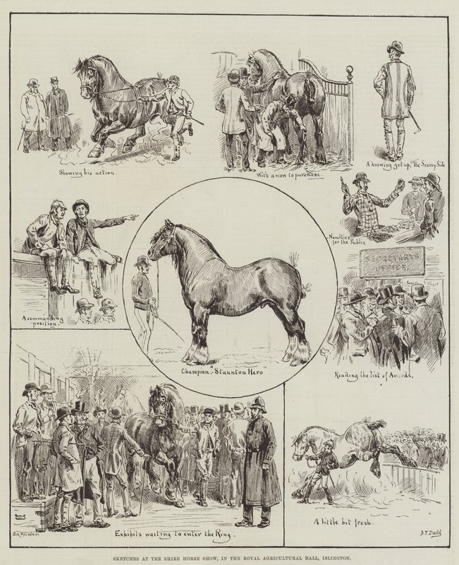 Vázlatok a Shire Horse Show-n, a Royal Agricultural Hallban, Islingtonban alkotó: S.T. Dadd