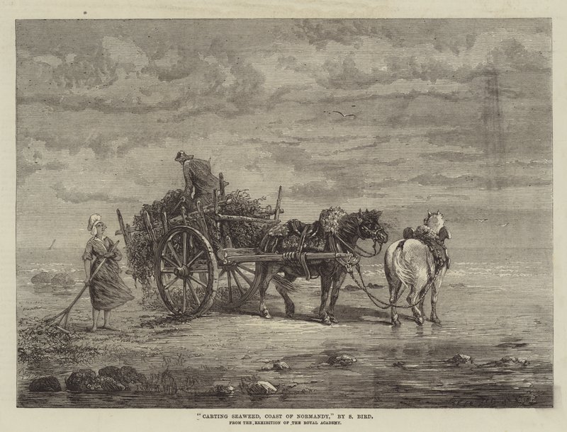 Tengeri hínár szállítása, Normandia partjai, a Királyi Akadémia kiállításáról alkotó: Samuel C. Bird