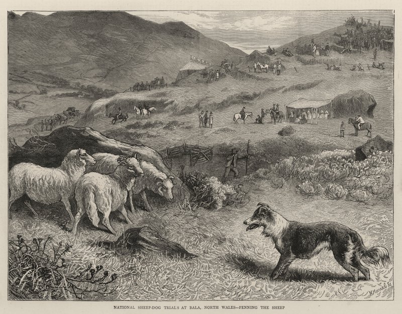 Nemzeti juhászkutya-versenyek Bala-ban, Észak-Wales, a juhok befogása alkotó: Samuel Edmund Waller