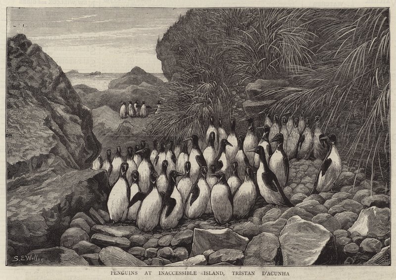 Pingvinek az Inaccessible Islanden, Tristan DA cunha alkotó: Samuel Edmund Waller