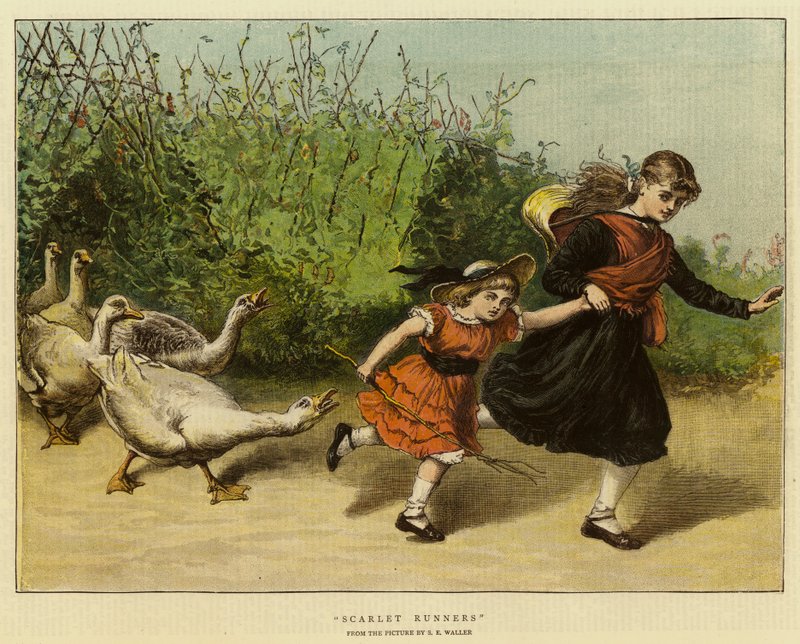 Scarlet Runners alkotó: Samuel Edmund Waller