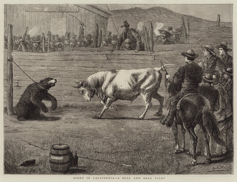 Sport Kaliforniában, bika és medve harca alkotó: Samuel Edmund Waller
