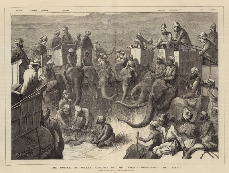 A walesi herceg a Teraiban vadászik, a tigris mérése alkotó: Samuel Edmund Waller