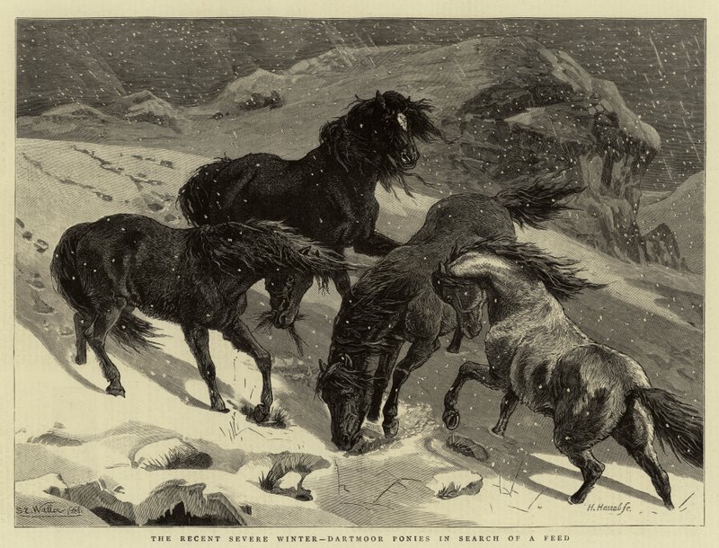 A legutóbbi kemény tél, Dartmoor pónik takarmányt keresnek alkotó: Samuel Edmund Waller