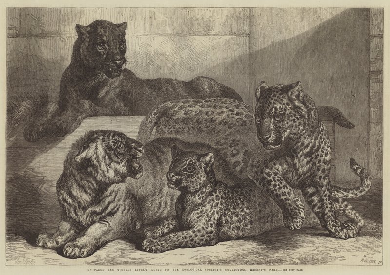 A leopárdok és a tigrisek a közelmúltban hozzáadták a Zoological Society gyűjteményét, a Regent