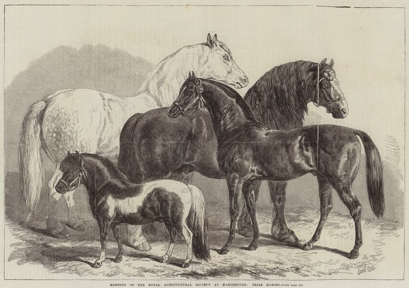A Királyi Mezőgazdasági Társaság ülése Manchesterben, Prize Horses alkotó: Samuel John Carter