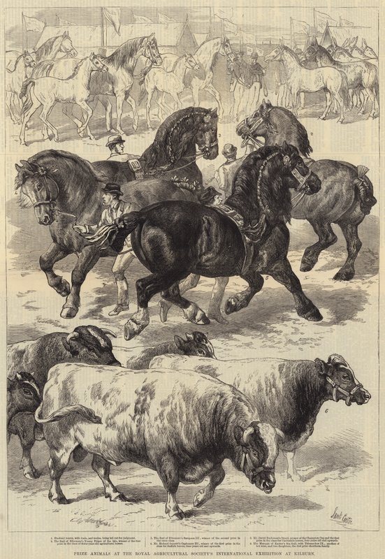 Állatok díja a Royal Agricultural Society nemzetközi kiállításán Kilburnben alkotó: Samuel John Carter