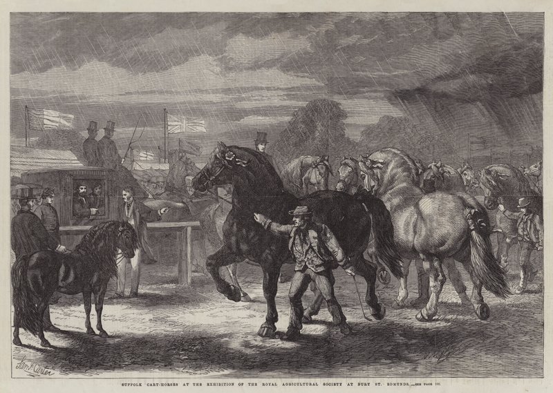Suffolki szekérlovak a Királyi Mezőgazdasági Társaság kiállításán Bury St Edmundsban alkotó: Samuel John Carter