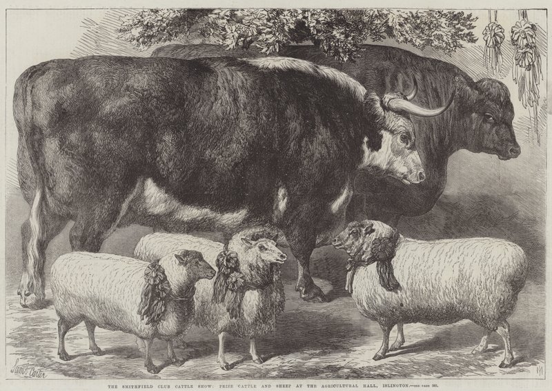 A Smithfield Club szarvasmarha-kiállítás, a szarvasmarhák és juhok díja az islingtoni Agricultural Hallban alkotó: Samuel John Carter