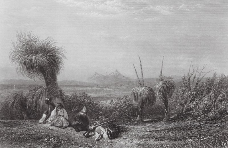 Ausztrália: Grass Tree Plains (metszet) alkotó: Samuel (after) Prout