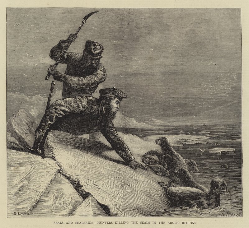 Fókák és fókabőrök, vadászok, akik megölték a fókákat az Északi-sarkvidéken alkotó: Samuel Edmund Waller
