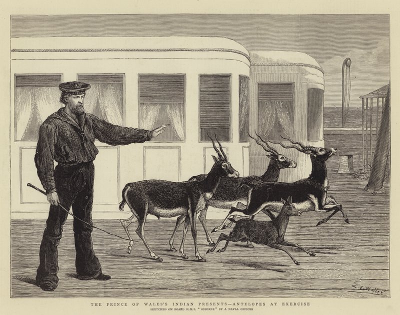 A walesi herceg indiai ajándékai: Antilopok edzés közben alkotó: Samuel Edmund Waller