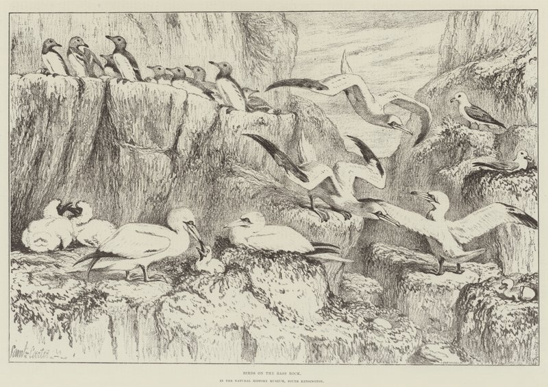 Birds on the Bass Rock, a Natural History Museumban, South Kensingtonban alkotó: Samuel John Carter