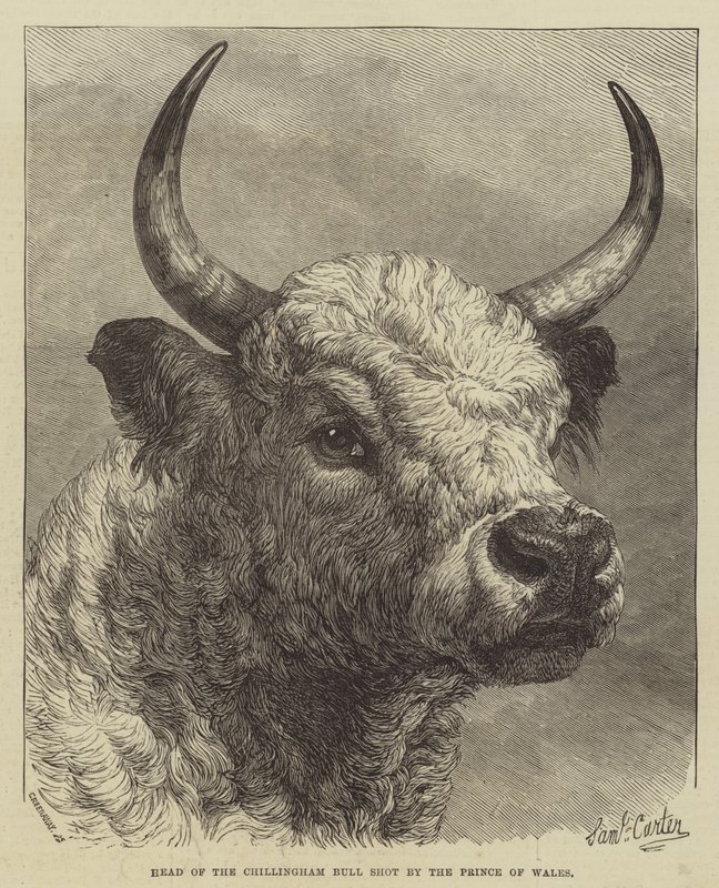 A walesi herceg által lelőtt Chillingham Bull feje alkotó: Samuel John Carter