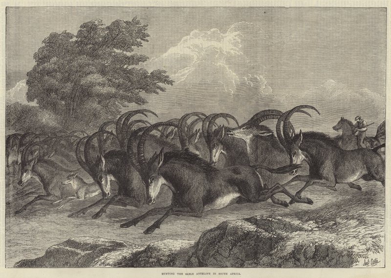 Sable antilop vadászat Dél-Afrikában alkotó: Samuel John Carter