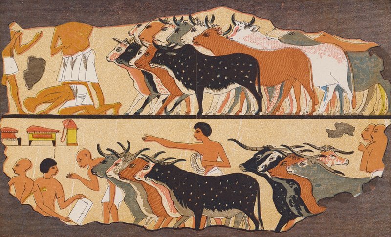 Szarvasmarha, ókori Egyiptom (színes litográfia) alkotó: School Egyptian