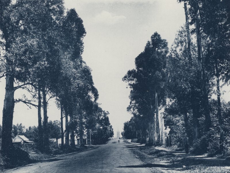 Avenue of Blue Gum Trees, Pretoria (f/w fotó) alkotó: South African Photographer
