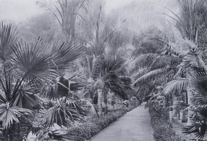 Palm Avenue, Botanic Gardens, Durban (f/w fotó) alkotó: South African Photographer