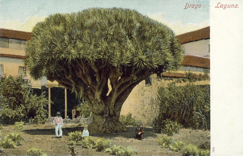 Sárkányfa (színes fotó) alkotó: Spanish Photographer