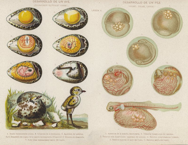 Madarak és halak fejlődése tojásaikból (chromolitho) alkotó: Spanish School