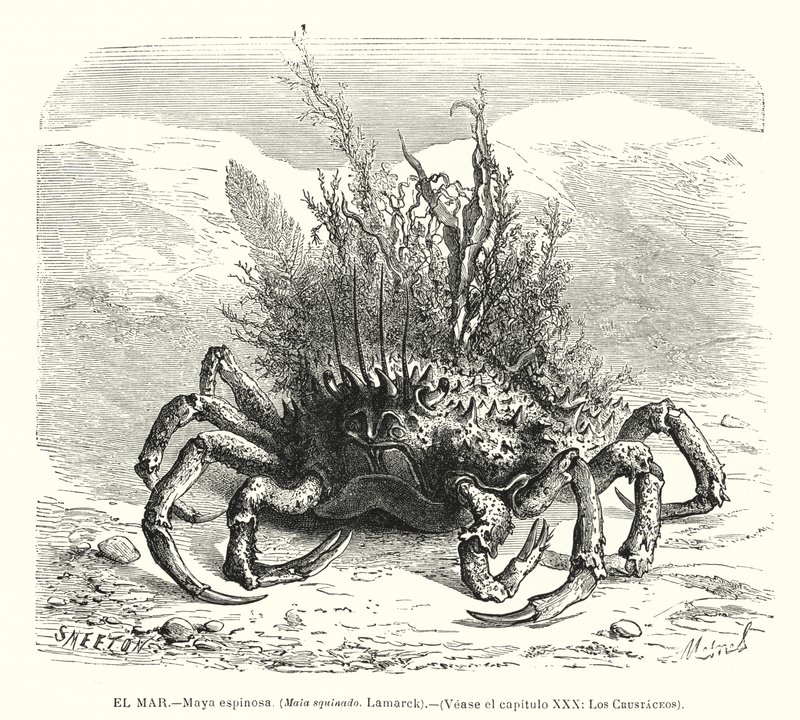 Európai pókrák (Maja squinado) (litho) alkotó: Spanish School