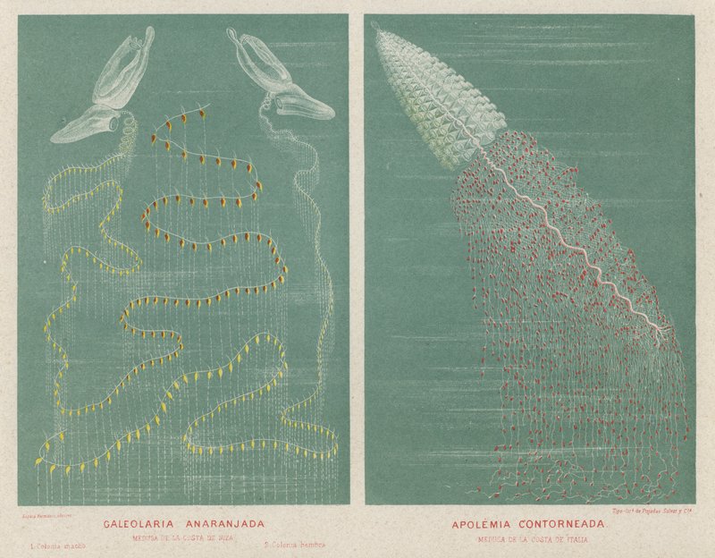 Narancssárga galeolaria és kontúros apolémia (színes litho) alkotó: Spanish School