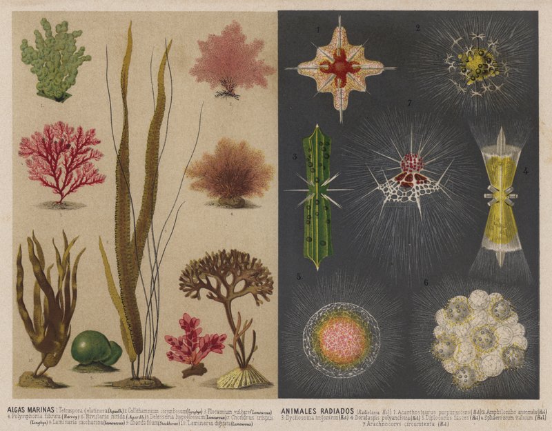 Hínár és világító víziállatok (chromolitho) alkotó: Spanish School