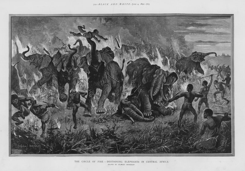 A tűz köre – elpusztítja az elefántokat Közép-Afrikában (litho) alkotó: Stanley (after) Berkeley