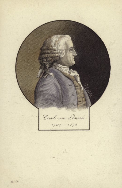 Carl Linnaeus (1707-1778), svéd botanikus és zoológus alkotó: Swedish School