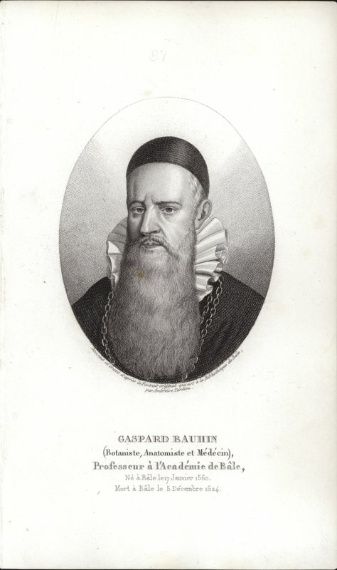 Gaspard Bauhin alkotó: Swiss School